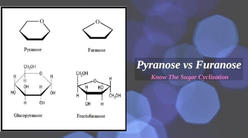 Pyranose vs Furanose