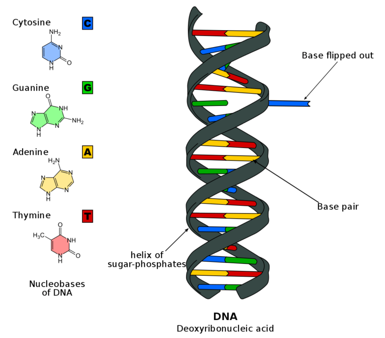 Is DNA negatively charged : Check Overall Charge