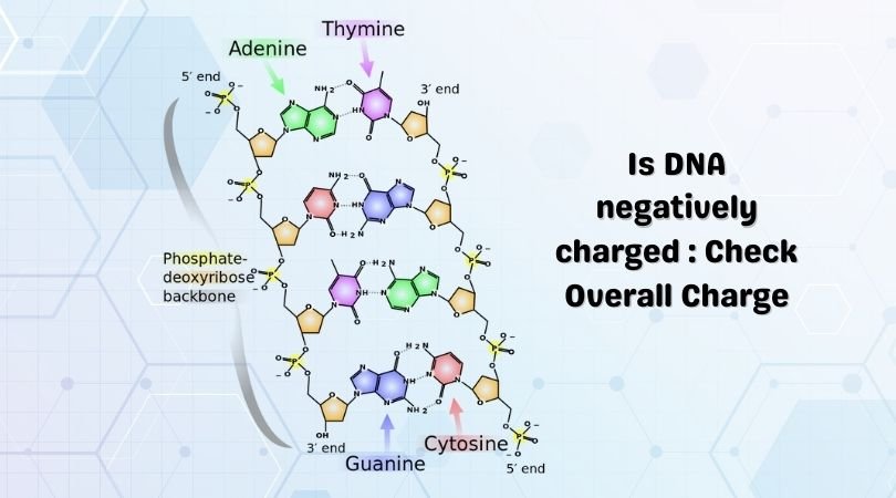 Is DNA negatively charged